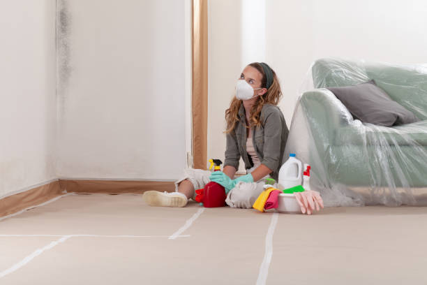 Reliable Mold Remediation contractor in Cedarville, MI by Cheap Mold Removal
